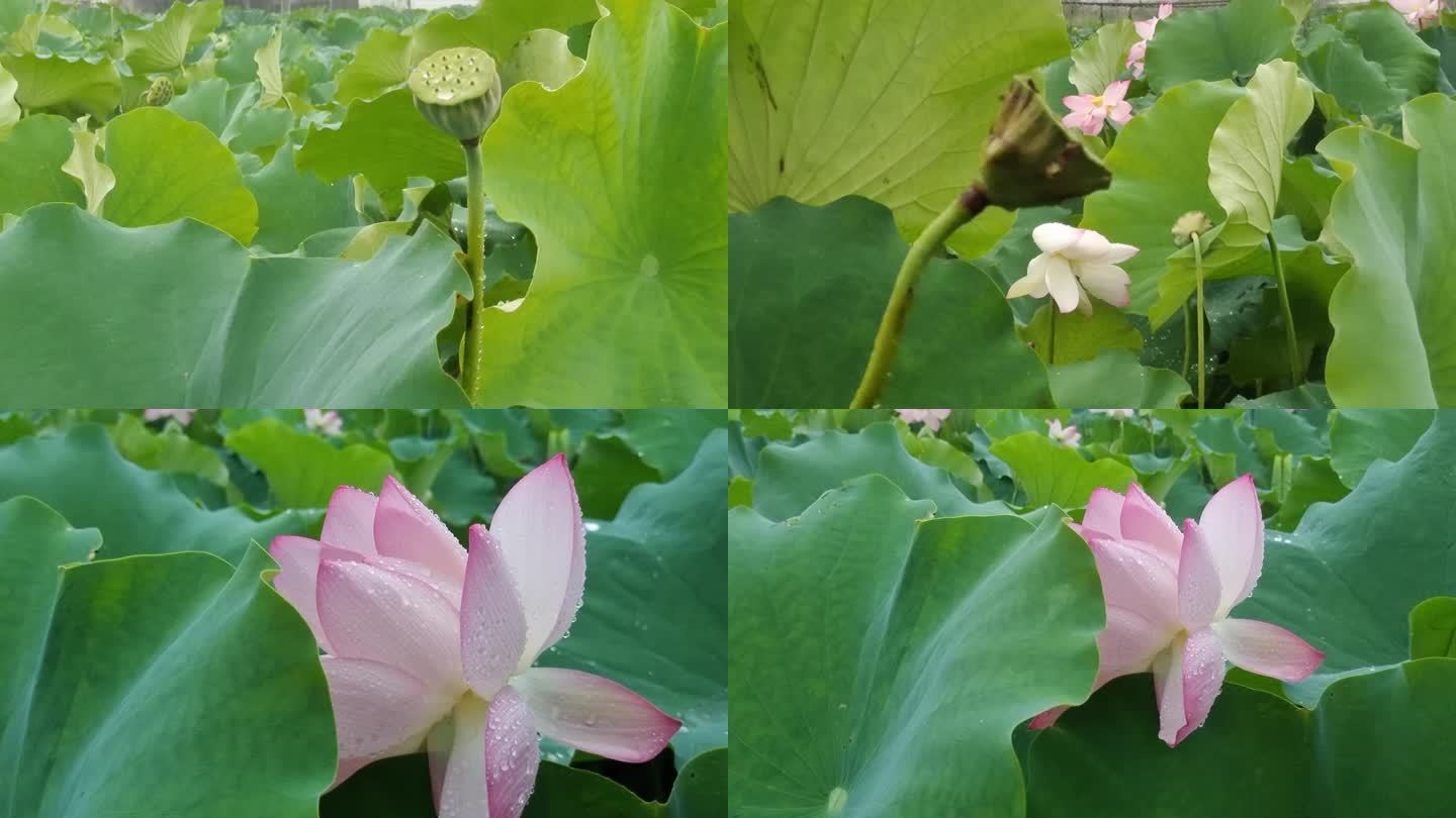 莲花叶池塘水塘夏日立夏荷花池梅雨季节