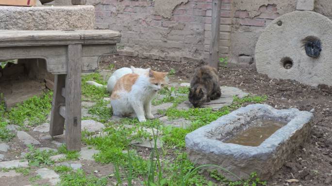 猫在院子聚集吃草老城区民宿