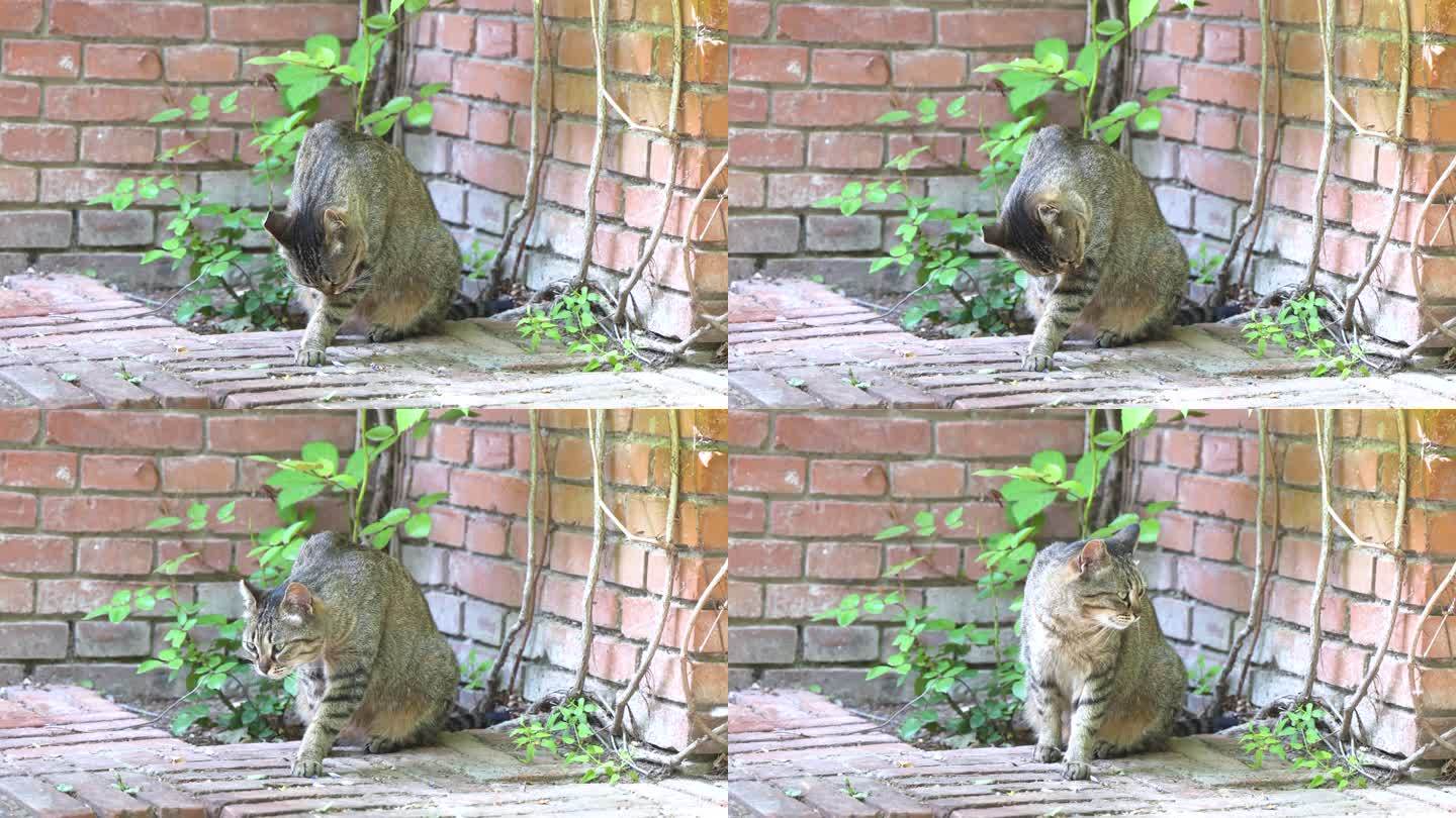 猫在墙角休息坐着张望舔毛