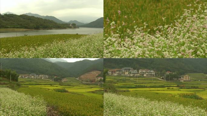 秋天乡村山村田野稻田农田水稻荞麦花实拍