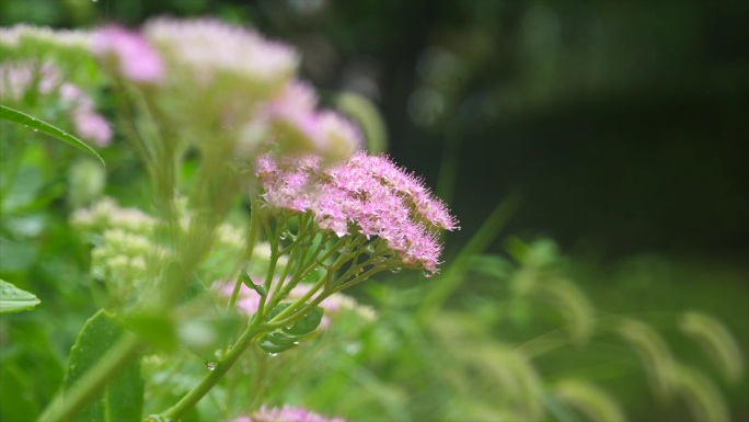 雨后植物花草微距特写镜头