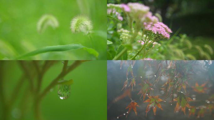 雨后植物花草微距特写镜头