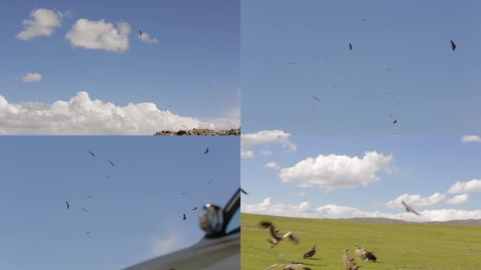 A1一群兀鹫飞翔、蓝天、远景
