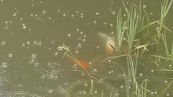 雨天水中的锦鲤