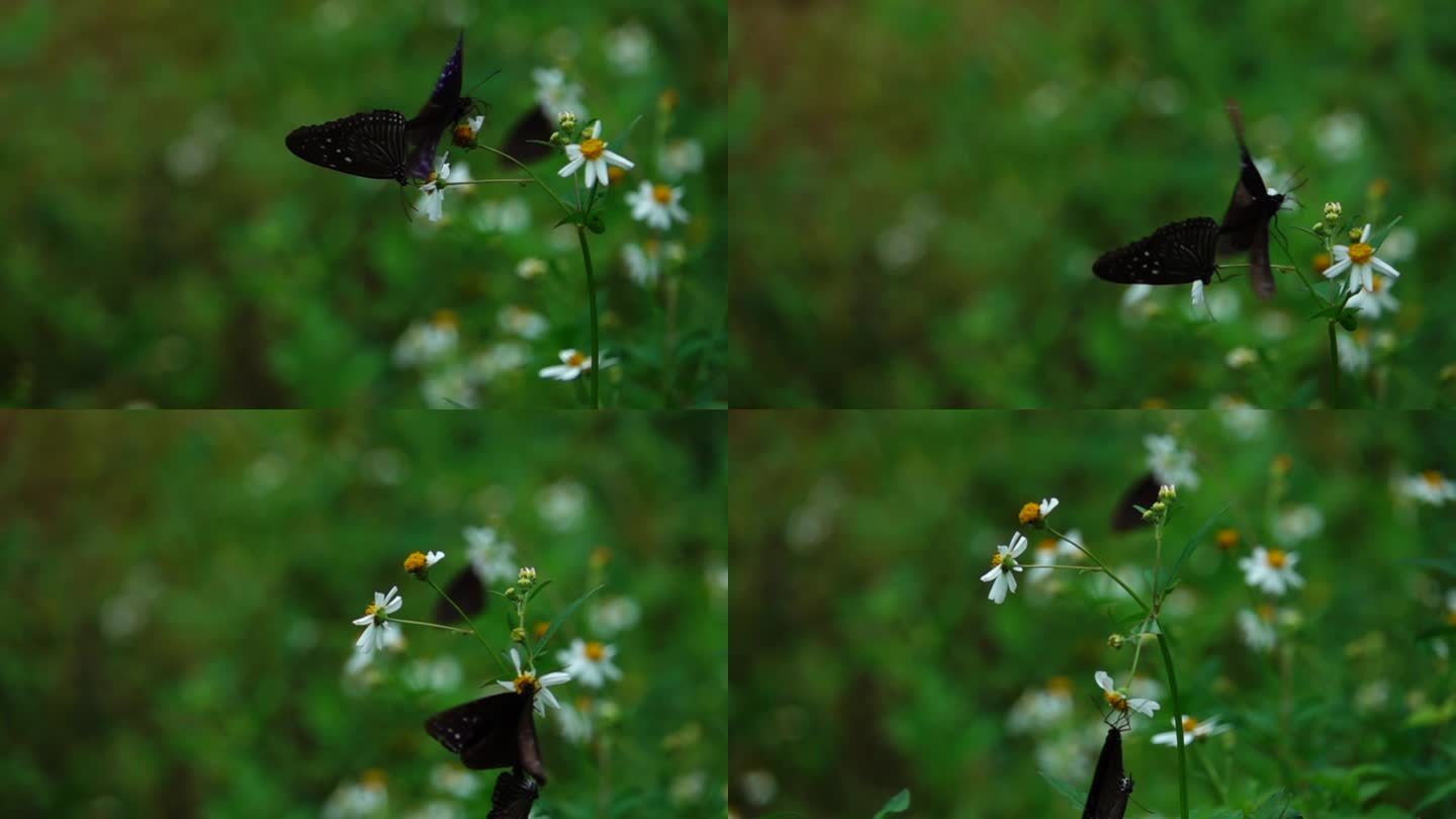 黑蝴蝶交配后 带着一只已经死去的 蝴蝶