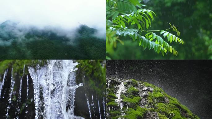 谷雨惊蛰立春雨季自然森林雨水水珠雨林溪流