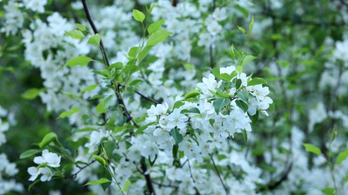 大兴安岭野生植物：山荆子花