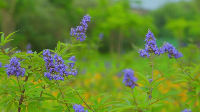 穗花牡荆