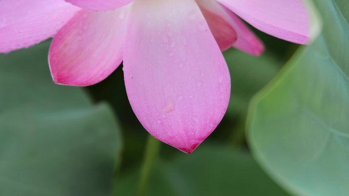 夏天雨后荷花特写