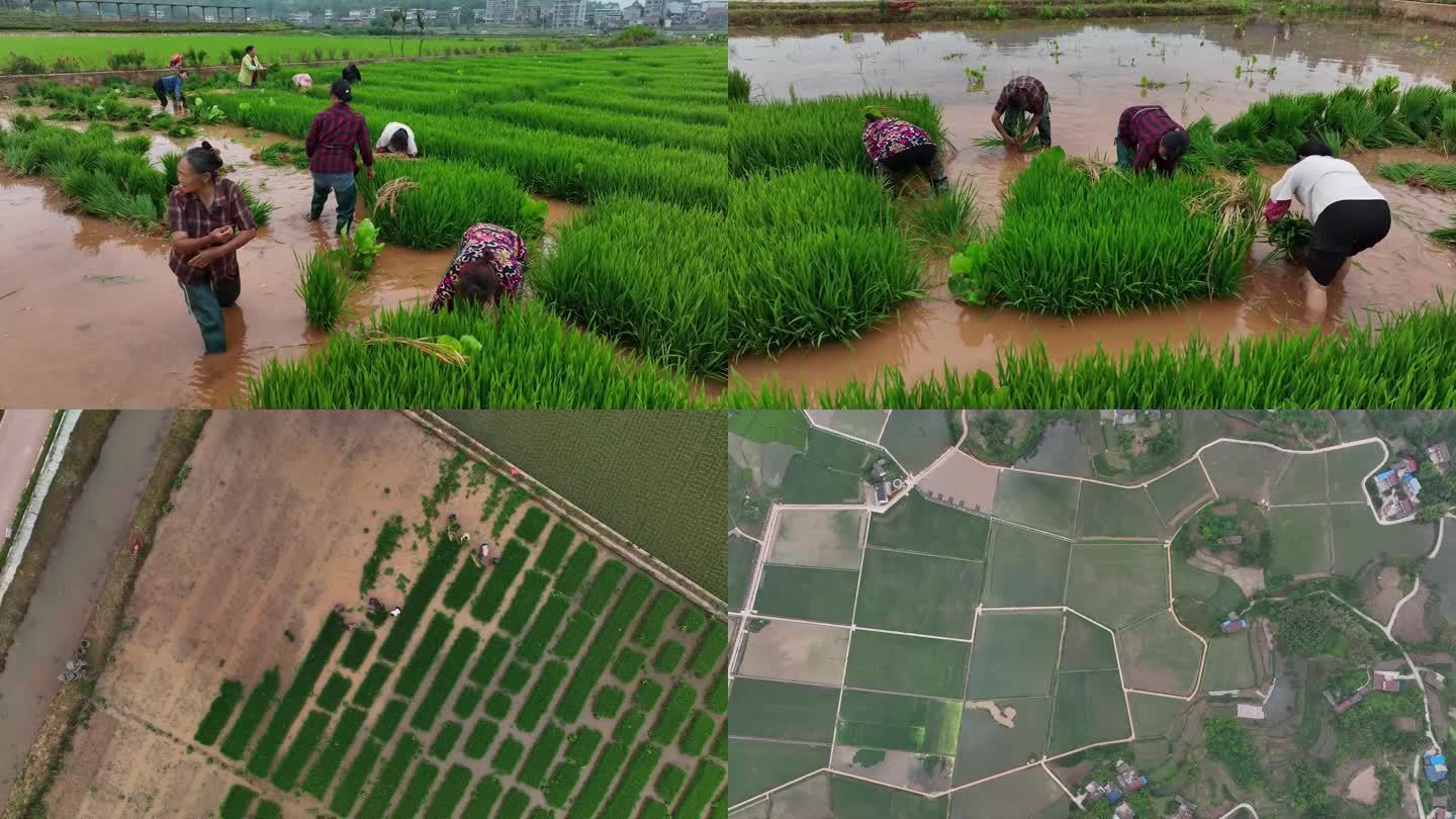 航拍农田水稻种植组镜头
