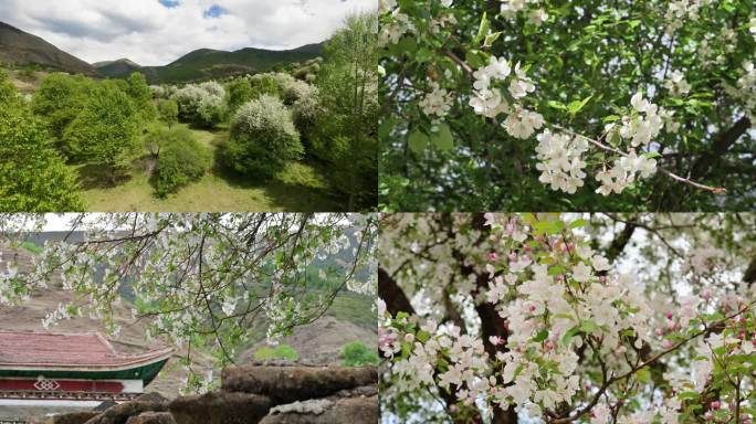 【4K】航拍延时高原俄色花