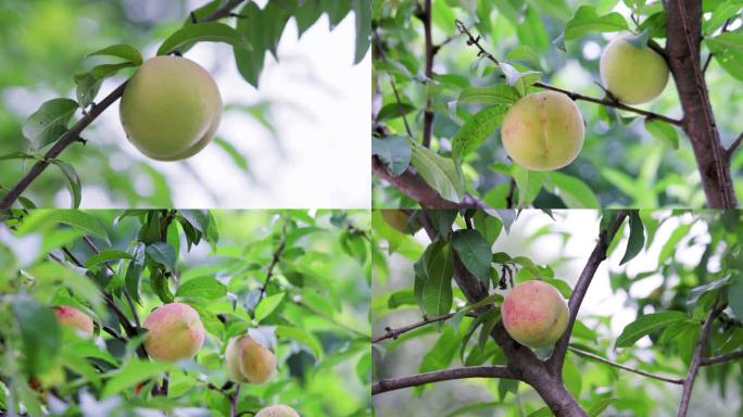 4K桃树上成熟的桃子特写【合集】