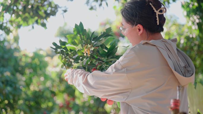 吃荔枝