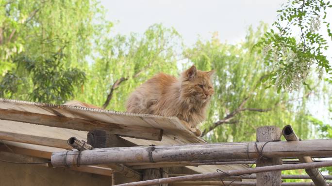 猫在屋顶休息睡觉打哈气