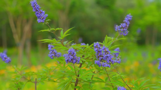 穗花牡荆