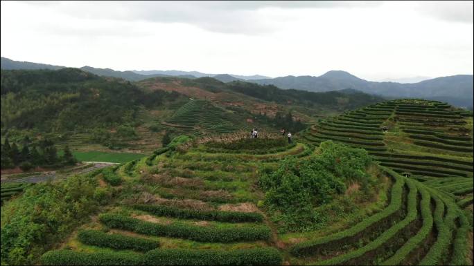 航拍茶园茶山，无意中拍到了心形的茶园。