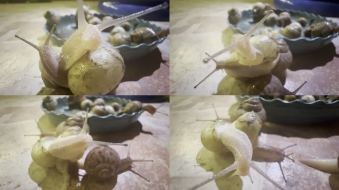 蜗牛 华蜗牛 菜蜗牛 蜗娄牛