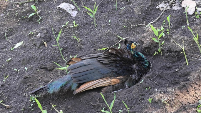 野生绿孔雀在土里土浴