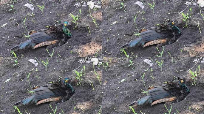 野生绿孔雀在土里土浴