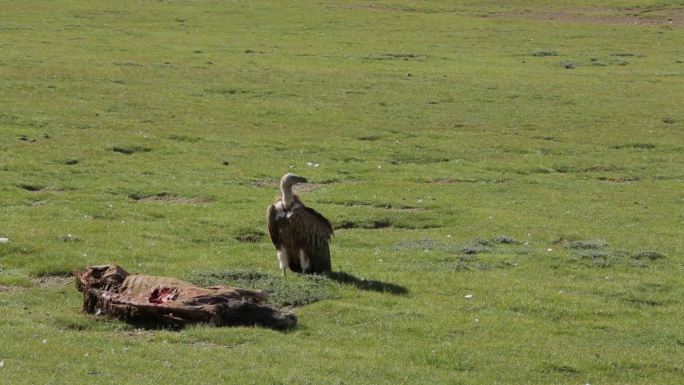 A1高山兀鹫、固定镜头、食腐动物