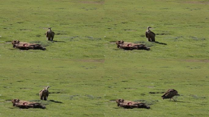 A1高山兀鹫、固定镜头、食腐动物