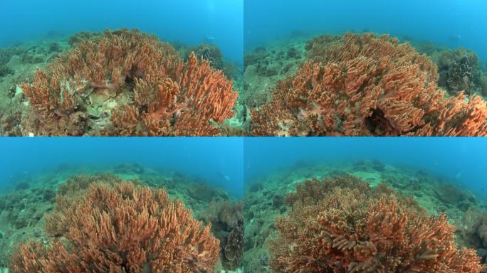 海底活珊瑚 4K超清