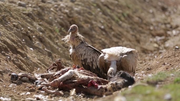 A1高山兀鹫、食腐动物