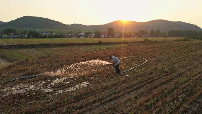 浇地 灌溉 农民在田野劳作