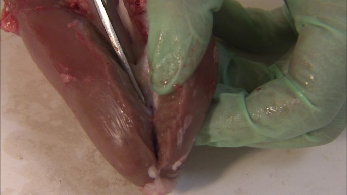 猪内脏 肾 解剖 纵切 猪肾脏内部结构