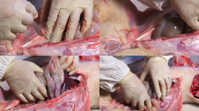 实验室解剖 猪内脏器官 肠道 肠系膜出血