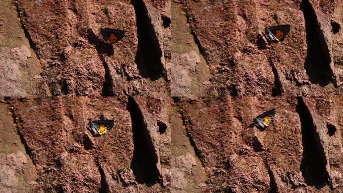 彩色蝴蝶在红砂岩石壁上缓慢移动