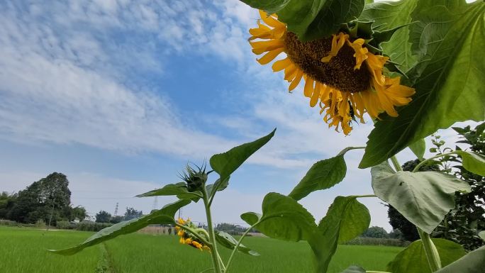 向日葵·蜜蜂采蜜