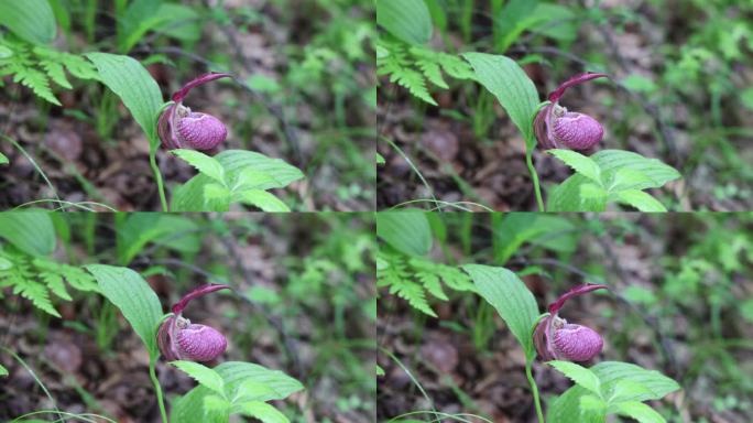 珍稀野生药用植物：大花杓兰