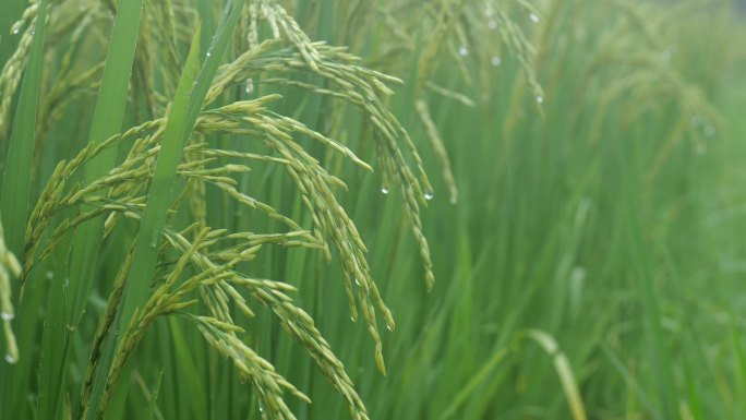 水稻农业生长秧苗稻谷