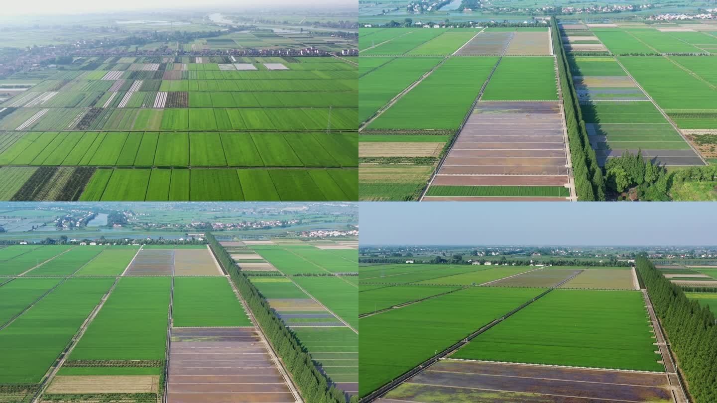 水稻种植基地湖南常德贺家山原种场航拍4K