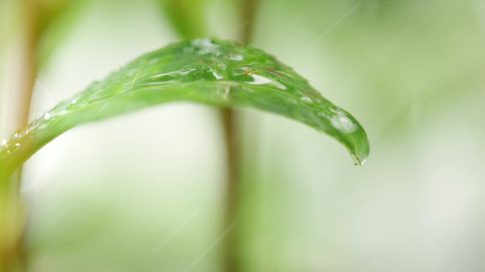 茶叶 特写 下雨水滴