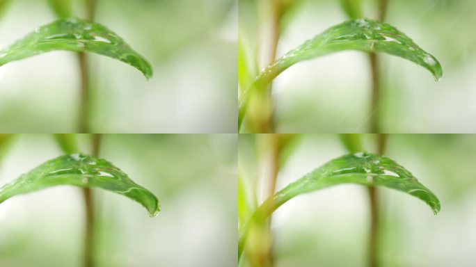 茶叶 特写 下雨水滴