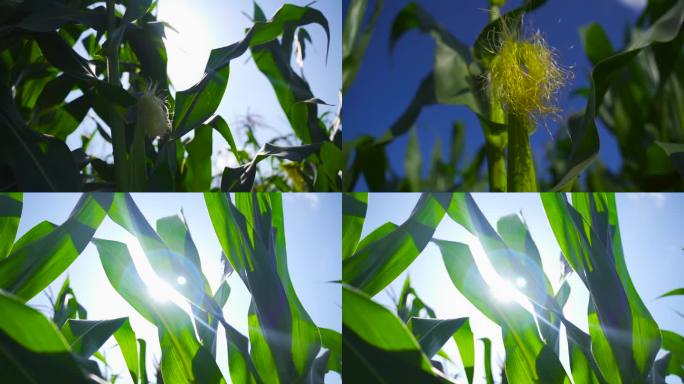 玉米苞谷地玉米绿色阳光特写