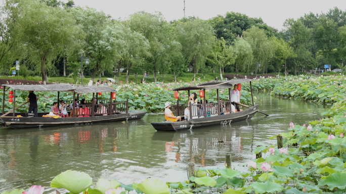 杭州湘湖风景荷花花海摇橹船游船游客旅游
