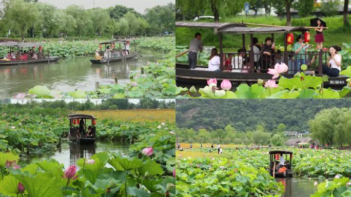 杭州湘湖风景荷花花海摇橹船游船游客旅游