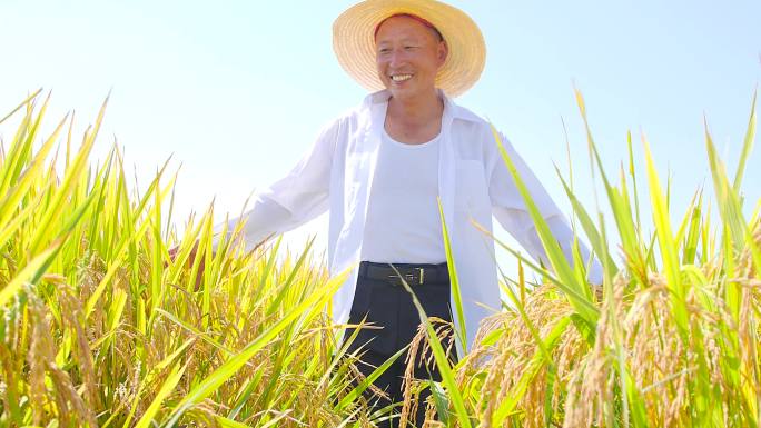 稻田稻谷 培育