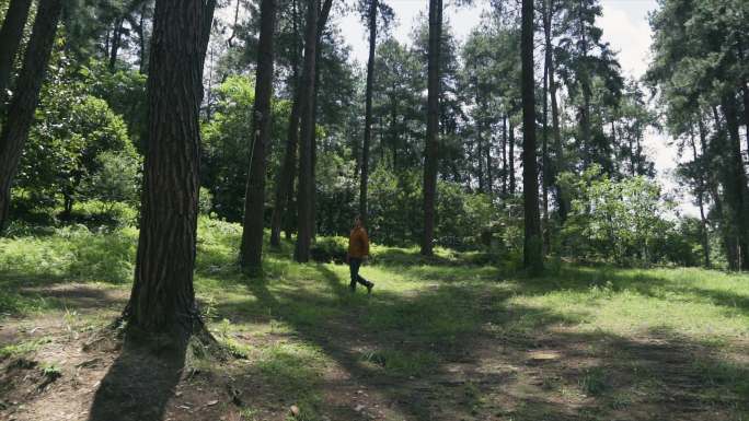 森林徒步林间慢步户外旅行亲近自然保护自然