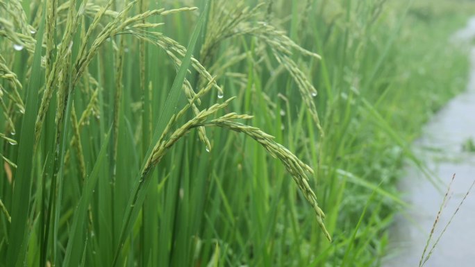 水稻芒种雨水乡村振兴水滴滴水