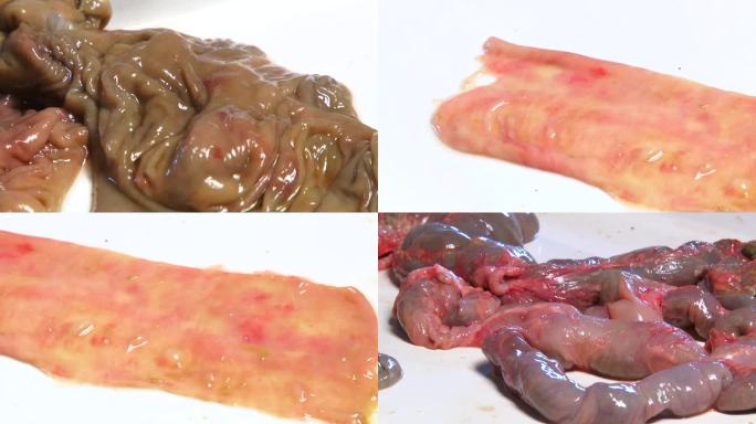 猪内脏 大小肠黏膜出血水肿 肠系膜出血