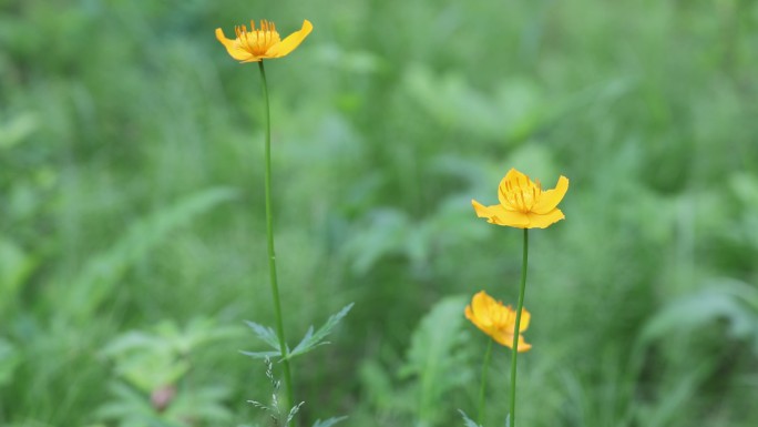 野生药用植物金莲花