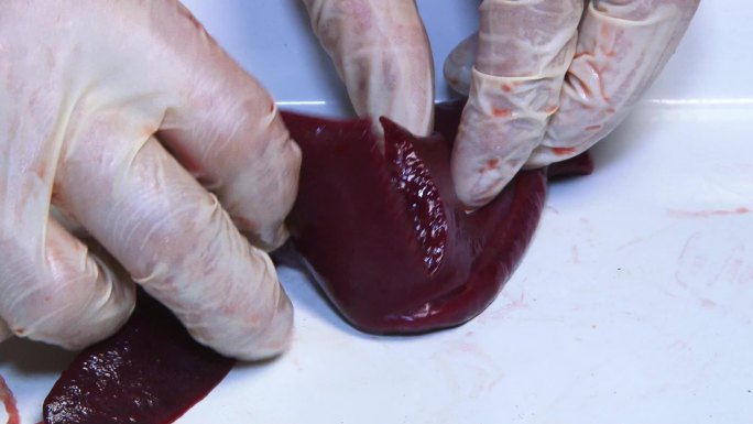 实验室解剖 猪内脏 脾脏外观 横切面