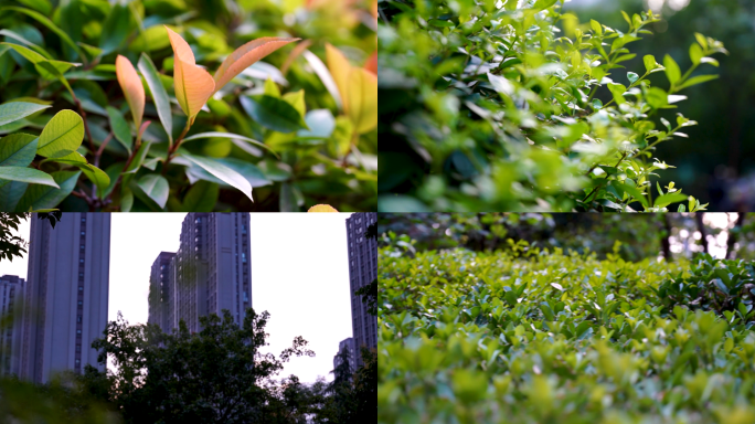 清晨 阳光 树叶 绿植 岁月静好 空镜头