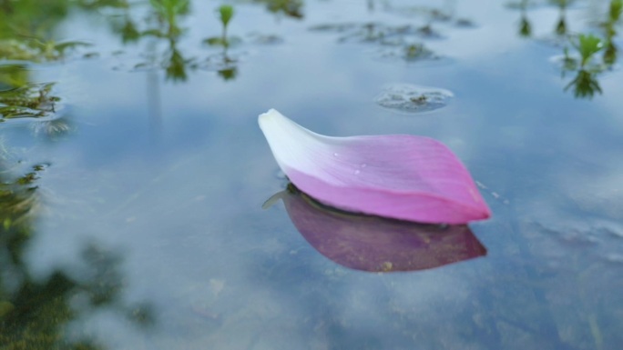 花瓣落水面