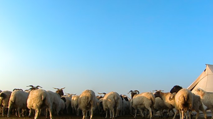 凌晨 牧民 放牧 牛羊