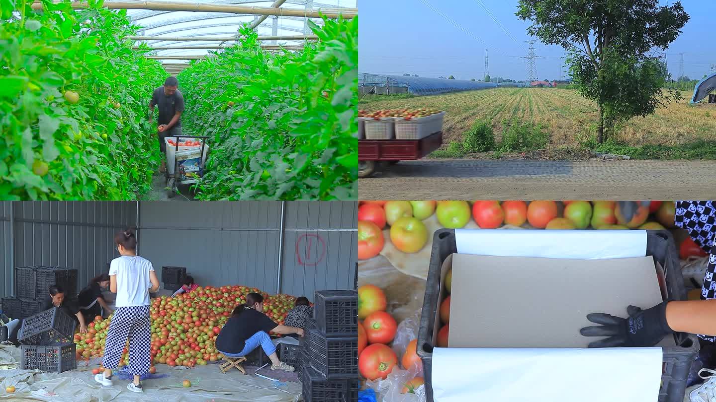 番茄之乡柿子产地采摘包装运输1
